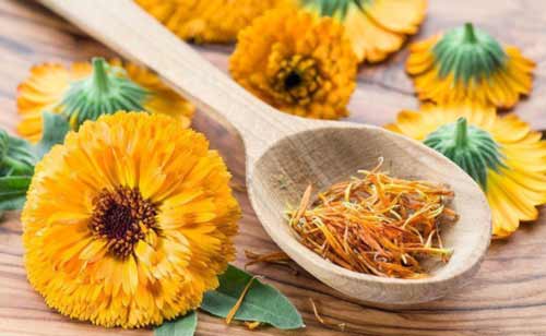 افضل 5 اعشاب طبيعية لدعم الصحة العامة للإنسان