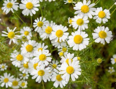 افضل 5 اعشاب طبيعية لدعم الصحة العامة للإنسان