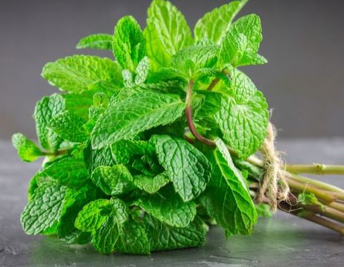 افضل 5 اعشاب طبيعية لدعم الصحة العامة للإنسان