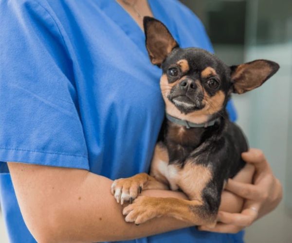 دليل كلاب شيواوا