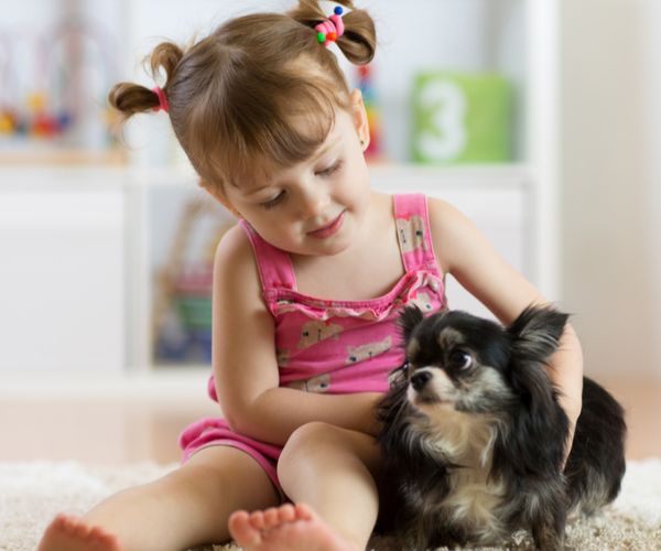 دليل كلاب شيواوا